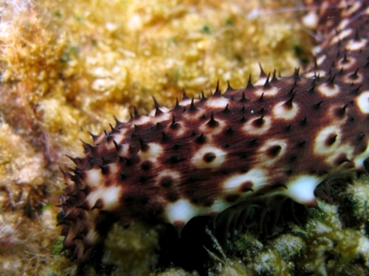 Holothuria sanctori (Delle Chiaje, 1823)  e Tubi di Cuvier